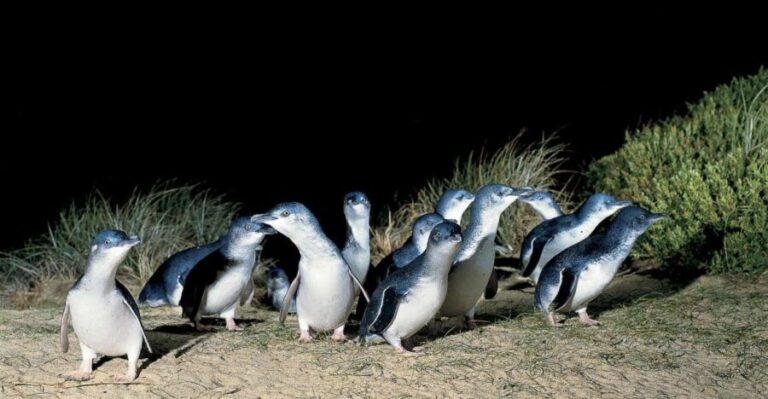 From Melbourne: Phillip Island and Penguin Parade Day Tour - Who Will Love This Tour?