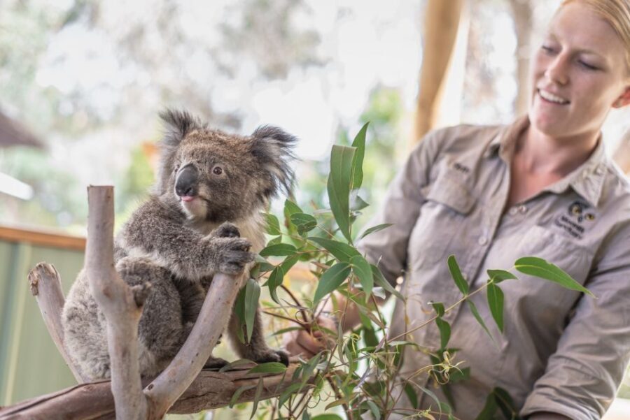 From Melbourne: Phillip Island Penguin Parade Eco Tour
