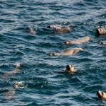 From Melbourne: Phillip Island Penguin Parade Express Tour - The Experience in Detail