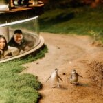 From Melbourne: Phillip Island Penguin Plus - Grandstand - An In-Depth Look at the Tour Experience