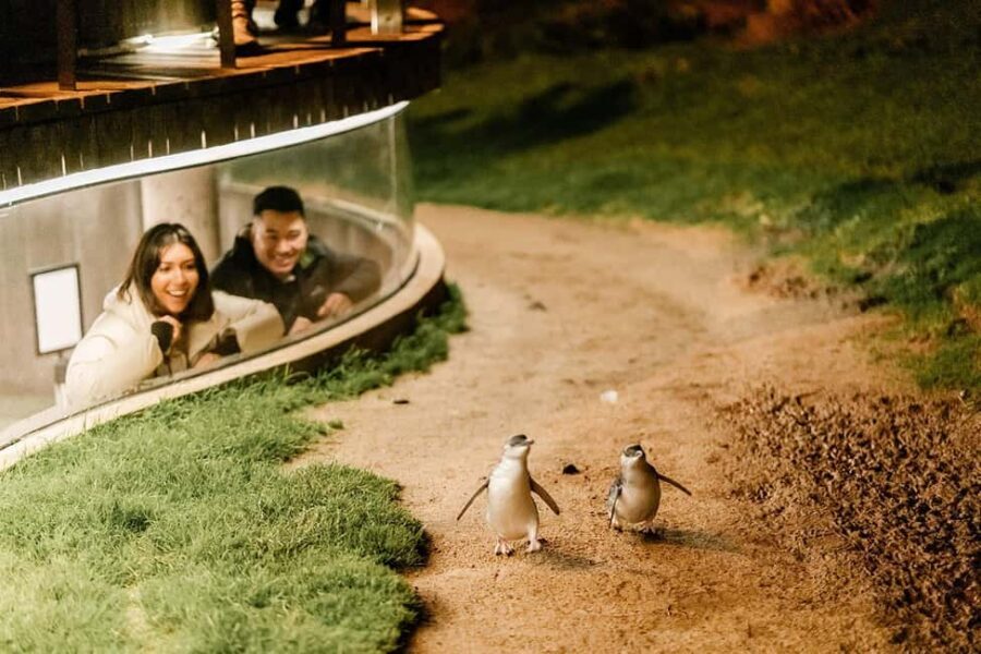 From Melbourne: Phillip Island Penguin Plus - Grandstand - An In-Depth Look at the Tour Experience