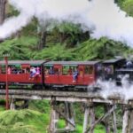 From Melbourne: Puffing Billy and Penguin Parade Combo Tour - An Honest Look at the Experience