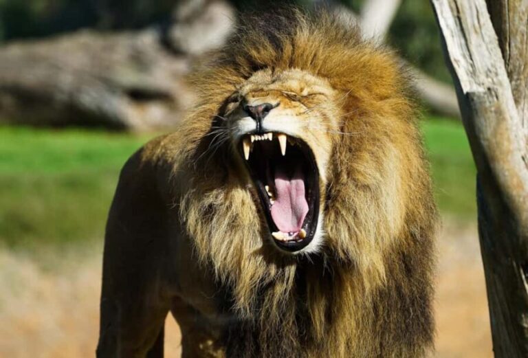 From Melbourne: Werribee Open Range Zoo & Werribee Mansion - Free Time and Lunch Options