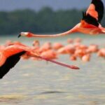 From Merida: Transfer to Celestun and Sisal - Who Will Love This Tour?