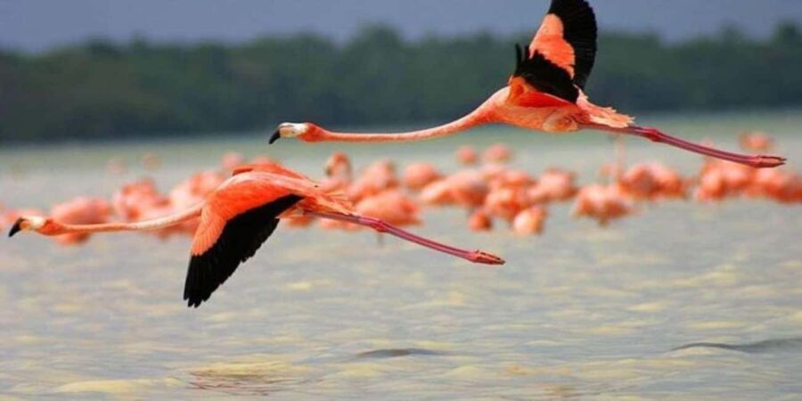 From Merida: Transfer to Celestun and Sisal - Who Will Love This Tour?