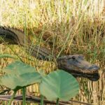 From Miami: Everglades at Night with Airboat and Alligators Tour - FAQ