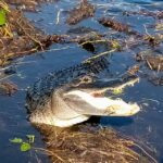 From Miami: Everglades Tour w/ Wet Walk, Boat Trips, & Lunch - Why This Tour Works Well