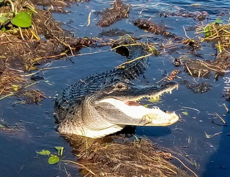 From Miami: Everglades Tour w/ Wet Walk, Boat Trips, & Lunch - Why This Tour Works Well