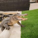 From Miami: Everglades, Wildlife Show, & Hop-on Hop-off Tour - What to Know Before Booking