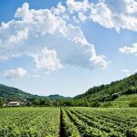 From Milan Full Day in Franciacorta 2 Wineries and Lunch - Practical Tips for Travelers