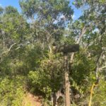 From Montemor or Évora: Guided Hike to Almendres Megalithic - An Honest, Detailed Review of the Guided Hike to Almendres Megalithic
