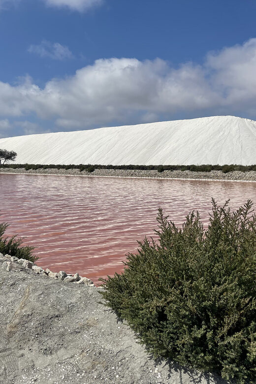 From Montpellier: Camargue and Salt Marshes Guided Tour - Who Should Consider This Tour?