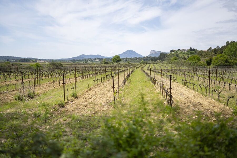 From Montpellier: Half-Day Vineyard & Pic Saint-Loup Tour - Who Will Love This Tour?