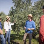 From Montpellier: Wine and Olive Tour - An Authentic Taste of the South of France