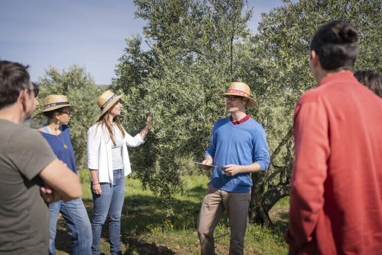 From Montpellier: Wine and Olive Tour - An Authentic Taste of the South of France