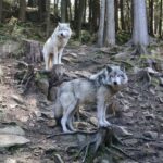 From Montreal: Omega Park Wildlife Safari Calling Sounds - The Value of the Omega Park Safari