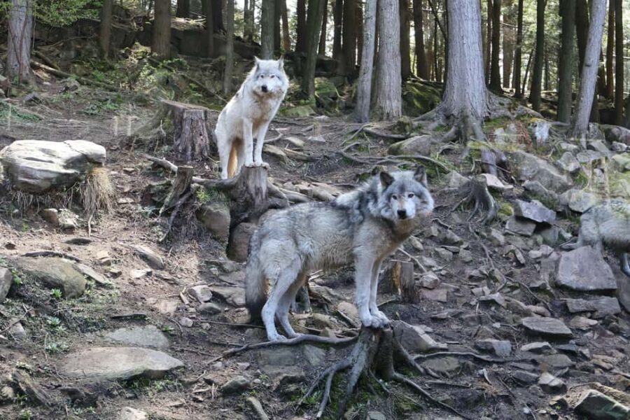 From Montreal: Omega Park Wildlife Safari Calling Sounds - The Value of the Omega Park Safari