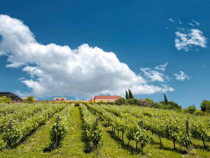 From Nafplio: Nemea, Wine Tasting Tour with Local Flavours - Who Should Consider This Tour?