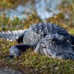 From Naples: 10,000 Islands Boat Trip & Everglades Walk! - The Real Deal: Value and Considerations