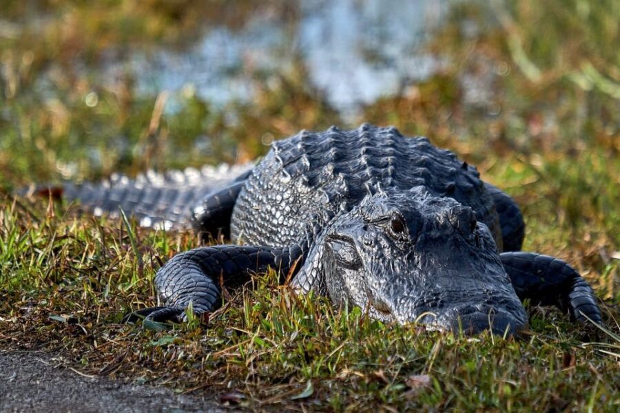 From Naples: 10,000 Islands Boat Trip & Everglades Walk! - The Real Deal: Value and Considerations