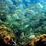 From Nice: French Riviera Swimming and Snorkeling Cruise - The Practicalities & What’s Included