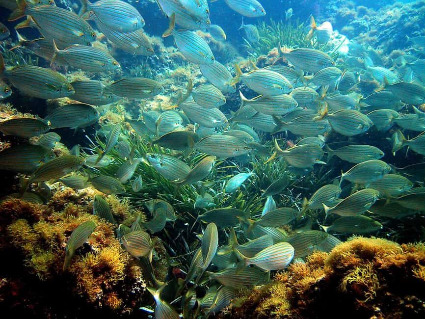 From Nice: French Riviera Swimming and Snorkeling Cruise - The Practicalities & What’s Included