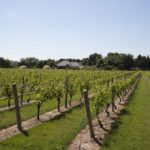 From NYC: Hamptons, Sag Harbor, and Outlet Shopping Day Trip - What the Tour Gets Right