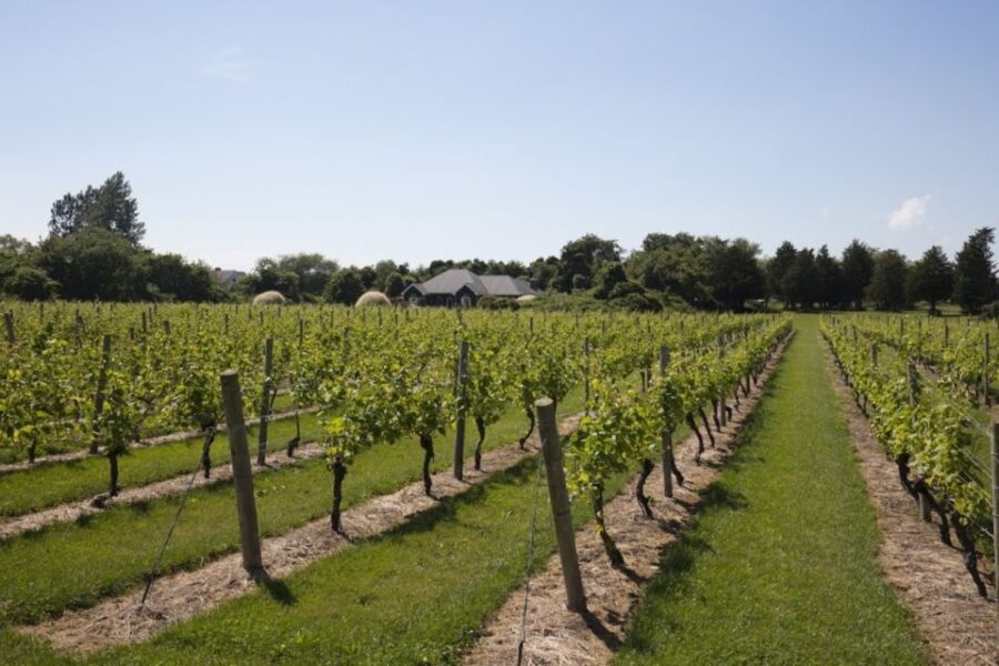 From NYC: Hamptons, Sag Harbor, and Outlet Shopping Day Trip - What the Tour Gets Right