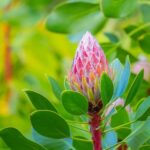 From Oahu: Best of Maui/Haleakala - Sips, Sites & Bites - Flight and Logistics: A Practical Start
