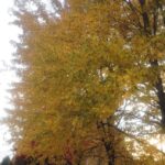 From Ottawa: Gatineau Park Fall Colors Guided Trip - Why This Tour Offers Good Value