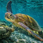 From Paphos: Akamas 4x4 Tour with Local Guide - Why This Tour Fits Specific Travelers