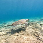 FROM PAPHOS: Snorkeling at Moulia Rocks (boat) - An In-Depth Look at the Snorkeling at Moulia Rocks Tour