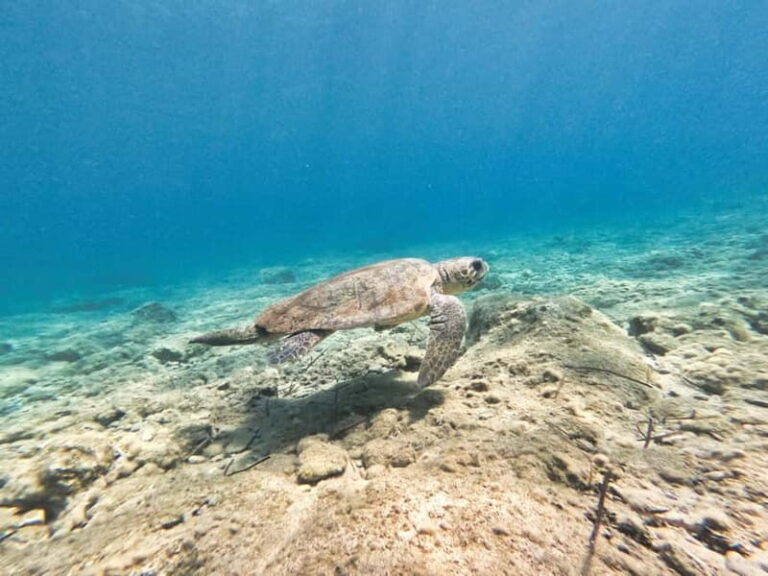 FROM PAPHOS: Snorkeling at Moulia Rocks (boat) - An In-Depth Look at the Snorkeling at Moulia Rocks Tour