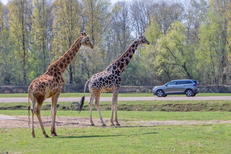 From Paris: Thoiry Park Safari and Castle Tour - What the Reviews Say