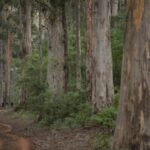 From Pemberton: Half-Day Beach and Forest Eco Adventure - Exploring the Landscape: What the Tour Offers