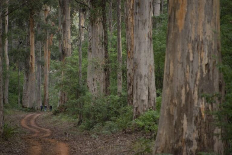 From Pemberton: Half-Day Beach and Forest Eco Adventure - Exploring the Landscape: What the Tour Offers