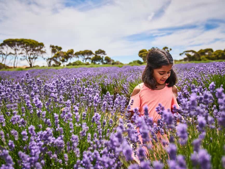 From Penneshaw - A Tasting Of Kangaroo Island - A Detailed Look at the Tour Experience