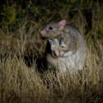 From Perth: Australian Animal Night Safari - Twilight Scenic Drive — Watching the Forest Transform