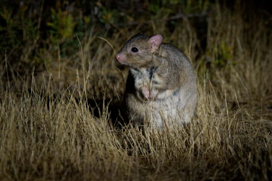 From Perth: Australian Animal Night Safari - Twilight Scenic Drive — Watching the Forest Transform