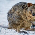 From Perth or Fremantle: Rottnest Island Ferry and Bus Tour - The Value for Money