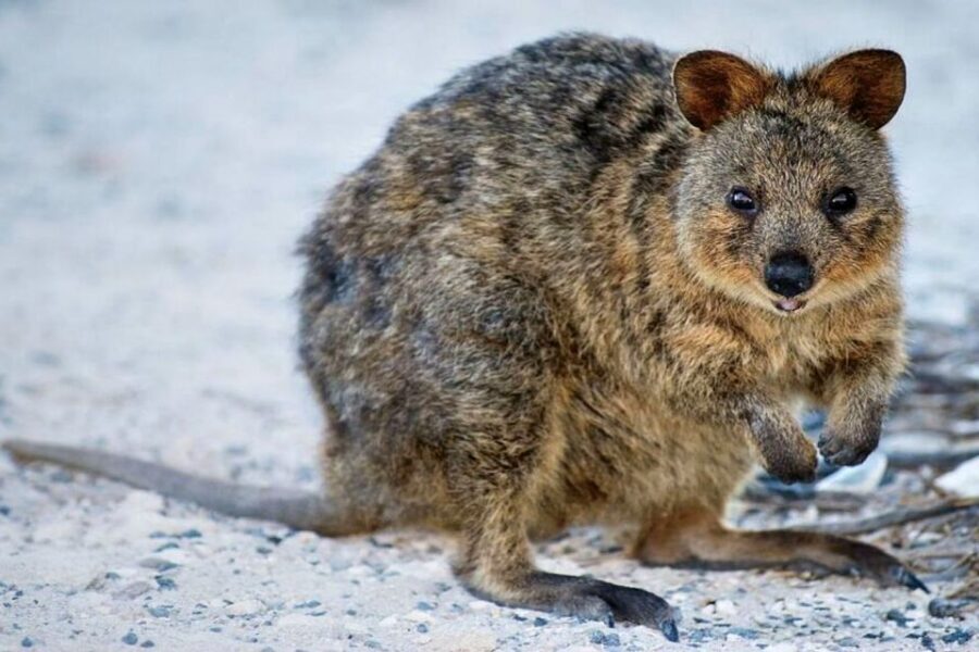 From Perth or Fremantle: Rottnest Island Ferry and Bus Tour - The Value for Money