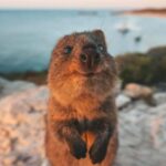 From Perth: Rottnest Island Ferry & Bus Day Tour - FAQ