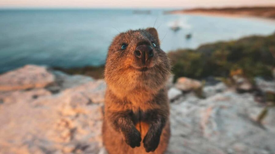 From Perth: Rottnest Island Ferry & Bus Day Tour - FAQ