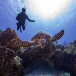 From Playa del Carmen: Cozumel Diving Adventure - Who Should Consider This Tour?