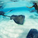 From Playa del Carmen: Xcaret Plus Park, the complete experience - The Sum Up