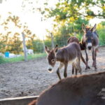 From Podgorica: Donkey Farm Visit - Final Thoughts