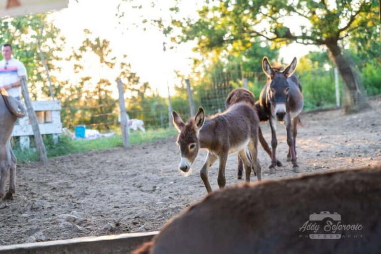 From Podgorica: Donkey Farm Visit - Final Thoughts