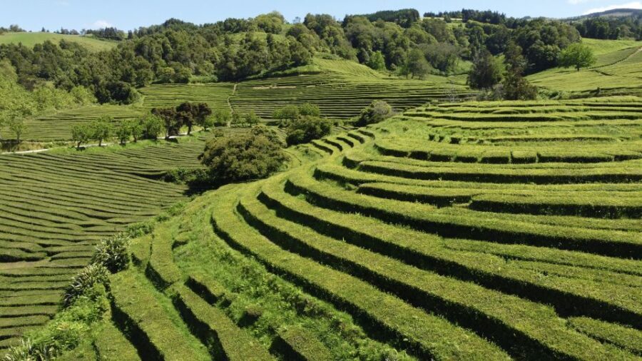 From Ponta Delgada: Furnas Guided Day Trip & 4x4 Adventure - The Sum Up