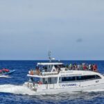 From Ponta Delgada: Whale and Dolphin Watching Trip - Who Will Love This Tour?