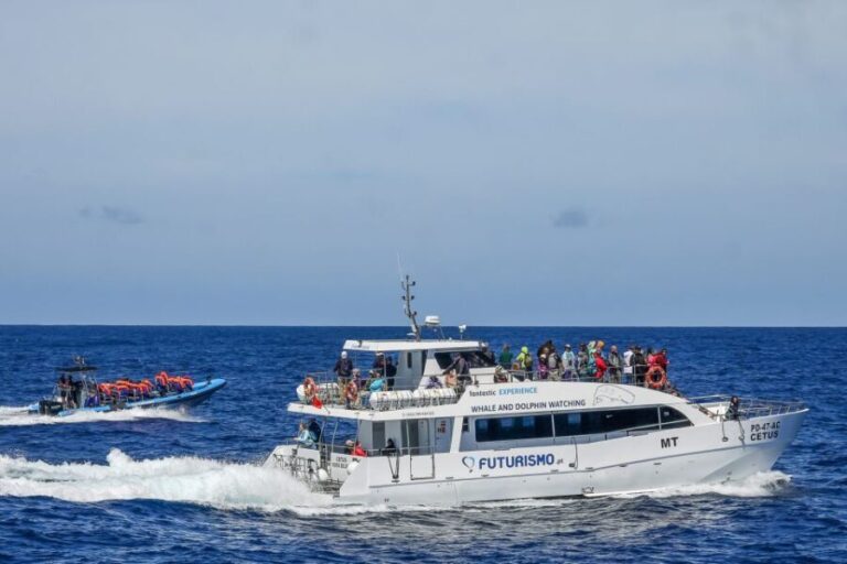 From Ponta Delgada: Whale and Dolphin Watching Trip - Who Will Love This Tour?